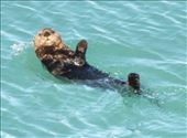 Such a cutie, Glacier Bay Sea Otter: by graynomadsusa, Views[256]