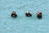 Sea Otters: by graynomadsusa, Views[84]