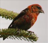 Two-barred Crossbill male: by graynomadsusa, Views[225]