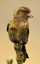 Two-barred Crossbill female: by graynomadsusa, Views[232]