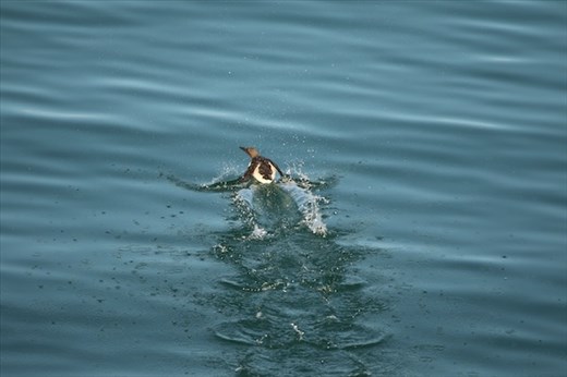 Common More taking to the air, Glacier Bay