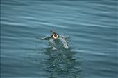 Common More taking to the air, Glacier Bay: by graynomadsusa, Views[233]