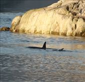Orca on the prowl, Glacier Bay: by graynomadsusa, Views[153]