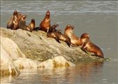 Stellar's Sea Lions, safely on land, Glacier Bay: by graynomadsusa, Views[114]