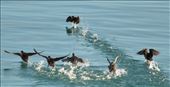 Surf Scoters fleeing the ship, Glacier Bay: by graynomadsusa, Views[168]