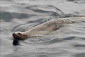 Curious Sea Lion: by graynomadsusa, Views[274]