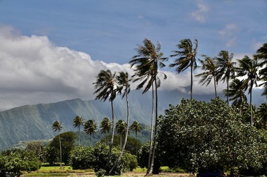 Tropical Paradise, Papeete
