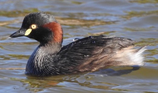 Australasian Grebe, Leigh Creek Retainment Dam