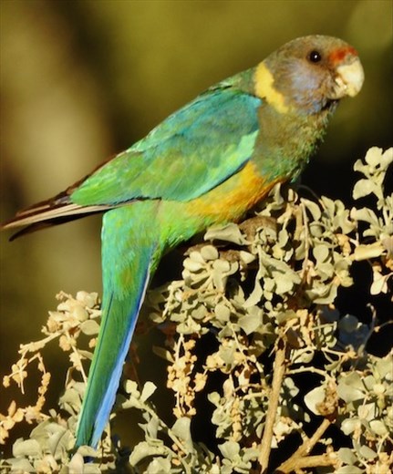 Australian Ringneck