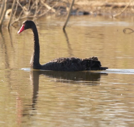Black Swan, Leigh Creek Retainment Dam