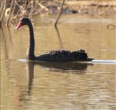 Black Swan, Leigh Creek Retainment Dam: by graynomadsusa, Views[217]
