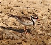 Black-fronted Dotterel, Marree: by graynomadsusa, Views[298]