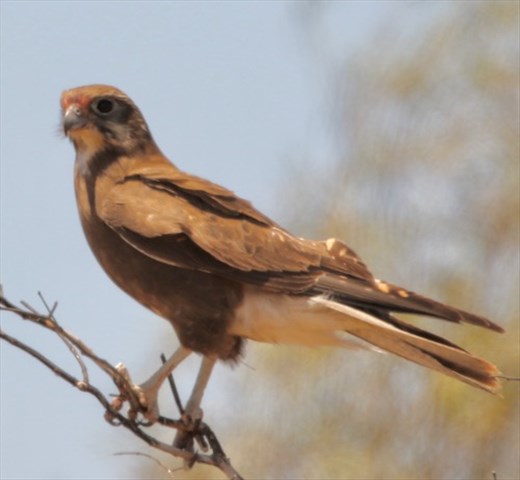 Brown Falcon
