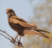Brown Falcon: by graynomadsusa, Views[326]