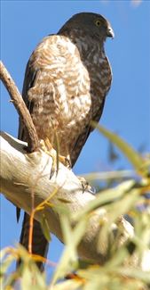 Collared Sparrowhawk: by graynomadsusa, Views[284]