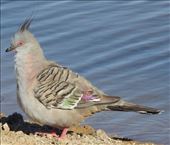 Crested Pigeon, Marree: by graynomadsusa, Views[344]