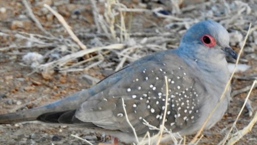 Diamond Dove, Marree