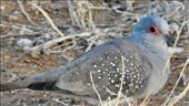Diamond Dove, Marree: by graynomadsusa, Views[367]