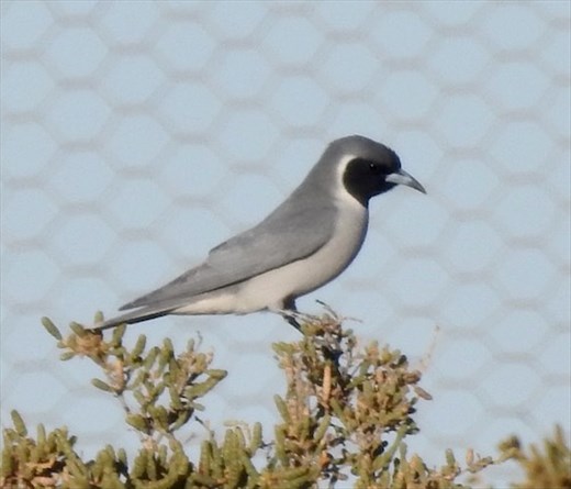 Masked Woodswallow, Marree