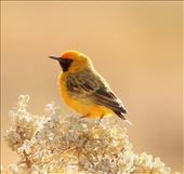 Male Orange Chat, Marree: by graynomadsusa, Views[253]