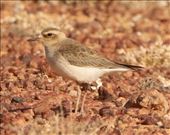 Oriental Plover: by graynomadsusa, Views[300]