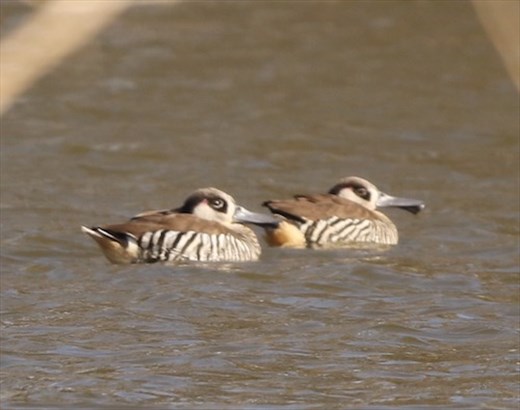 Pink-eared Duck, Leigh Creek Retainment Dam