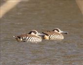 Pink-eared Duck, Leigh Creek Retainment Dam: by graynomadsusa, Views[265]