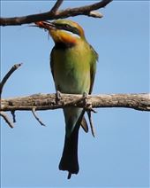 Rainbow Bee-Eater with a meal: by graynomadsusa, Views[276]