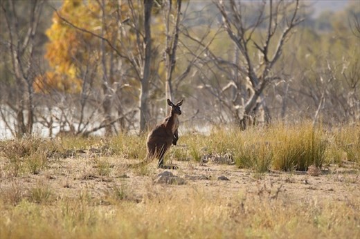 Kangaroo