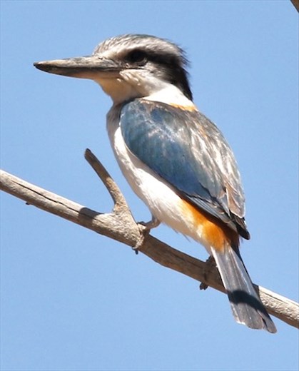 Red-backed Kingfisher, Leigh Creek Retainment Dam