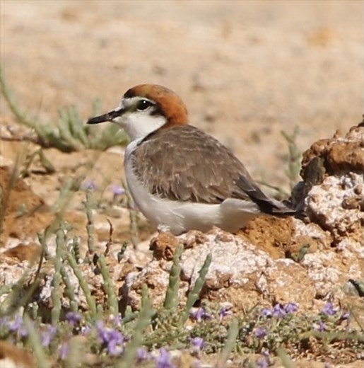 Red-capped Plover, Leigh Creek Retainment Dam