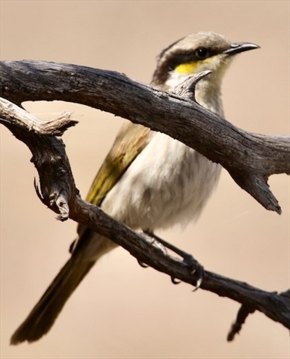 Singing Honeyeater