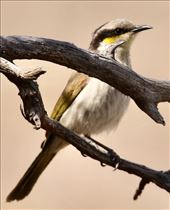 Singing Honeyeater: by graynomadsusa, Views[246]