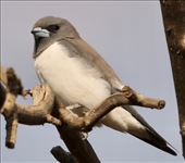 White-breasted Woodswallow: by graynomadsusa, Views[218]