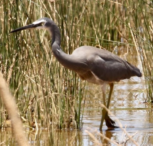 White-faced Heron, Leigh Creek Retainment Dam