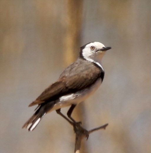 White-fronted Chat, Leigh Creek Retainment Dam