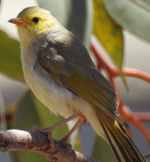 White-plumed Honeyeater