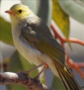 White-plumed Honeyeater: by graynomadsusa, Views[250]