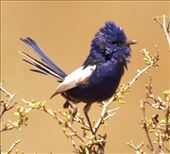 Male White-winged Fairywren: by graynomadsusa, Views[435]