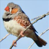 Zebra Finches by the hundreds: by graynomadsusa, Views[274]