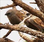 Apostlebird, Flinders Ranges NP: by graynomadsusa, Views[302]