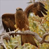Black Kite, Flinders Ranges NP: by graynomadsusa, Views[259]