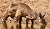 Even kangaroos get thirsty, Flinders Ranges NP: by graynomadsusa, Views[243]