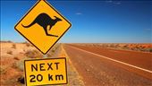 Kangaroos don't always obey the road signs: by graynomadsusa, Views[344]