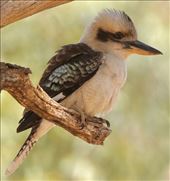 Laughing Kookaburra, Wilpena Pound Trail: by graynomadsusa, Views[335]