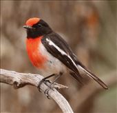Red-capped Robin, Flinders Ranges NP: by graynomadsusa, Views[281]