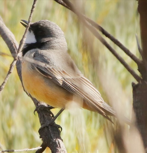 Rufous Whistler, Wilpena Pound Trail