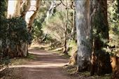 Giant Eucalyptus (aka Gum Trees) on Wilpena Pound Trail: by graynomadsusa, Views[321]