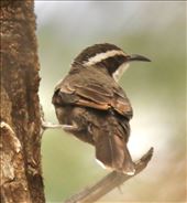 White-browed Babbler, Flinders Ranges NP: by graynomadsusa, Views[297]