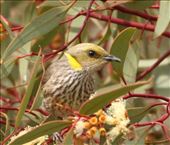 Yellow-plumed Honeyeater, Flinders Ranges NP: by graynomadsusa, Views[315]
